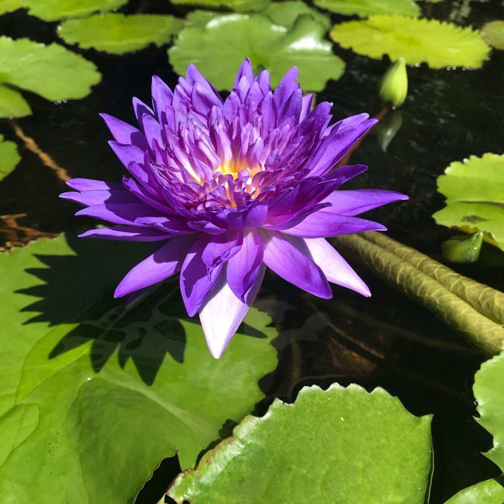 Meet your Posher, Shey